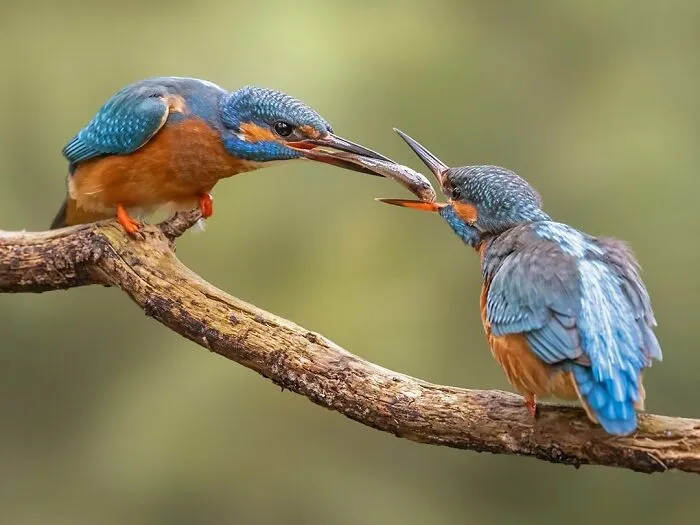 30 Captivating Bird Photographs By Raf Raeymaekers
