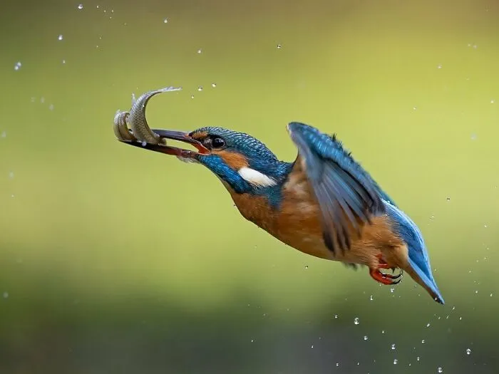 30 Captivating Bird Photographs By Raf Raeymaekers