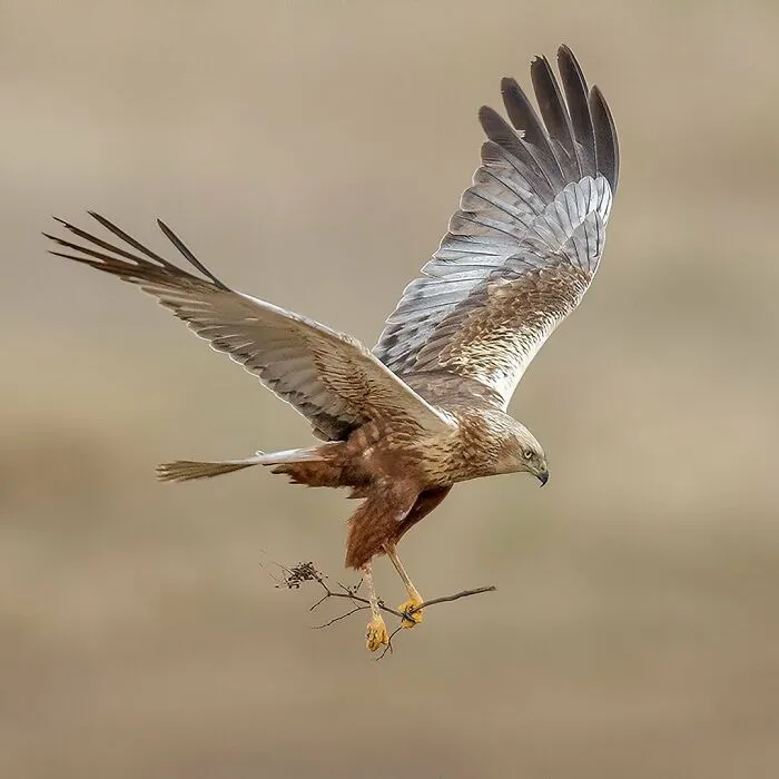 30 Captivating Bird Photographs By Raf Raeymaekers