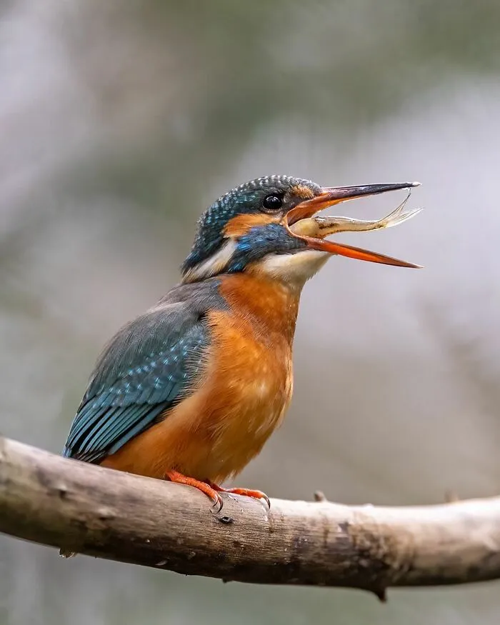 30 Captivating Bird Photographs By Raf Raeymaekers