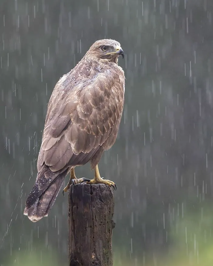 30 Captivating Bird Photographs By Raf Raeymaekers