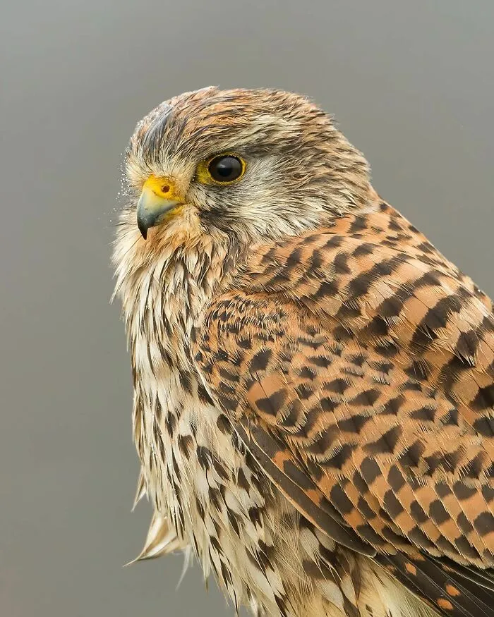 30 Captivating Bird Photographs By Raf Raeymaekers