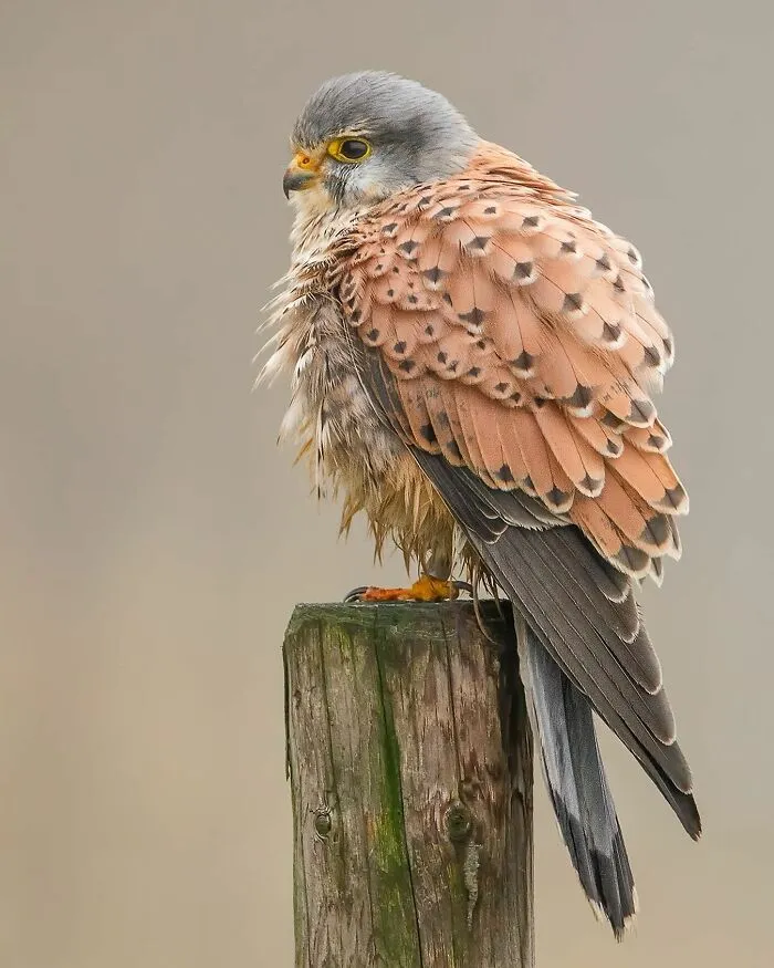 30 Captivating Bird Photographs By Raf Raeymaekers