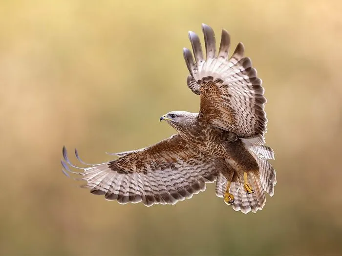 30 Captivating Bird Photographs By Raf Raeymaekers