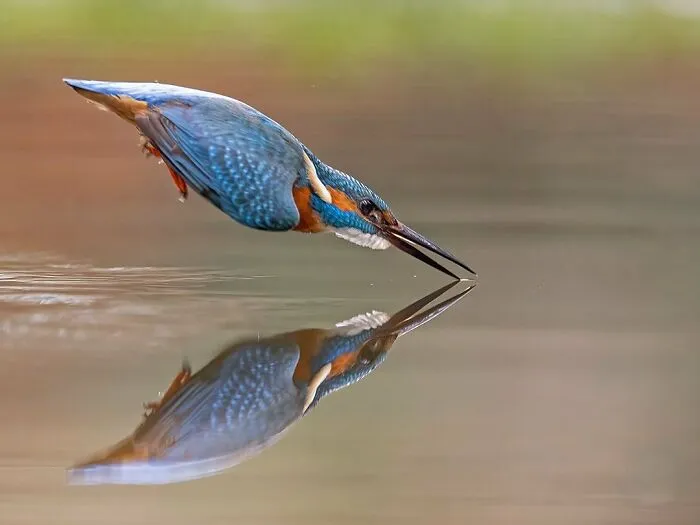 30 Captivating Bird Photographs By Raf Raeymaekers