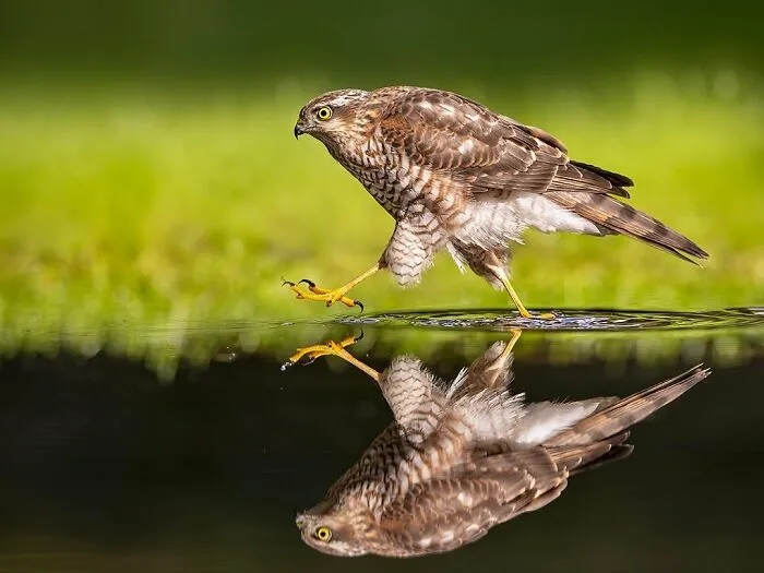 30 Captivating Bird Photographs By Raf Raeymaekers