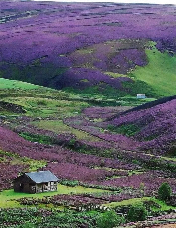 Scotland's Bonnie Purple Heather