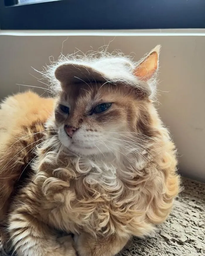 32 Ameowsing Pics Of Stuff On Cats That Might Make You An Instant Fan Of Felines