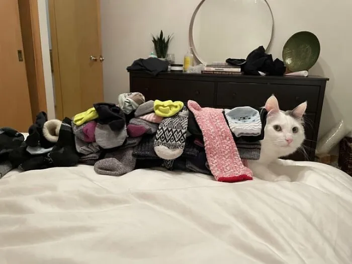 32 Ameowsing Pics Of Stuff On Cats That Might Make You An Instant Fan Of Felines