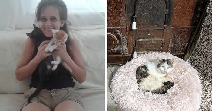 We Are Operating Romania's Largest Shelter With Over 350 Cats, And We Are In Desperate Need Of Help