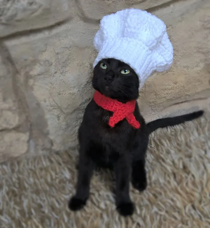 32 Ameowsing Pics Of Stuff On Cats That Might Make You An Instant Fan Of Felines