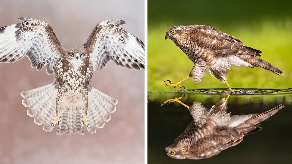 30 Captivating Bird Photographs By Raf Raeymaekers