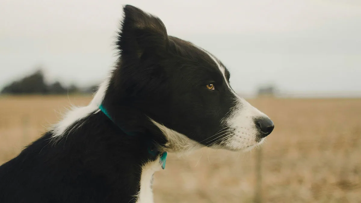 Woman Upset About BF’s Tribute To His Late Dog As It Would Ruin Their Apartment Esthetic