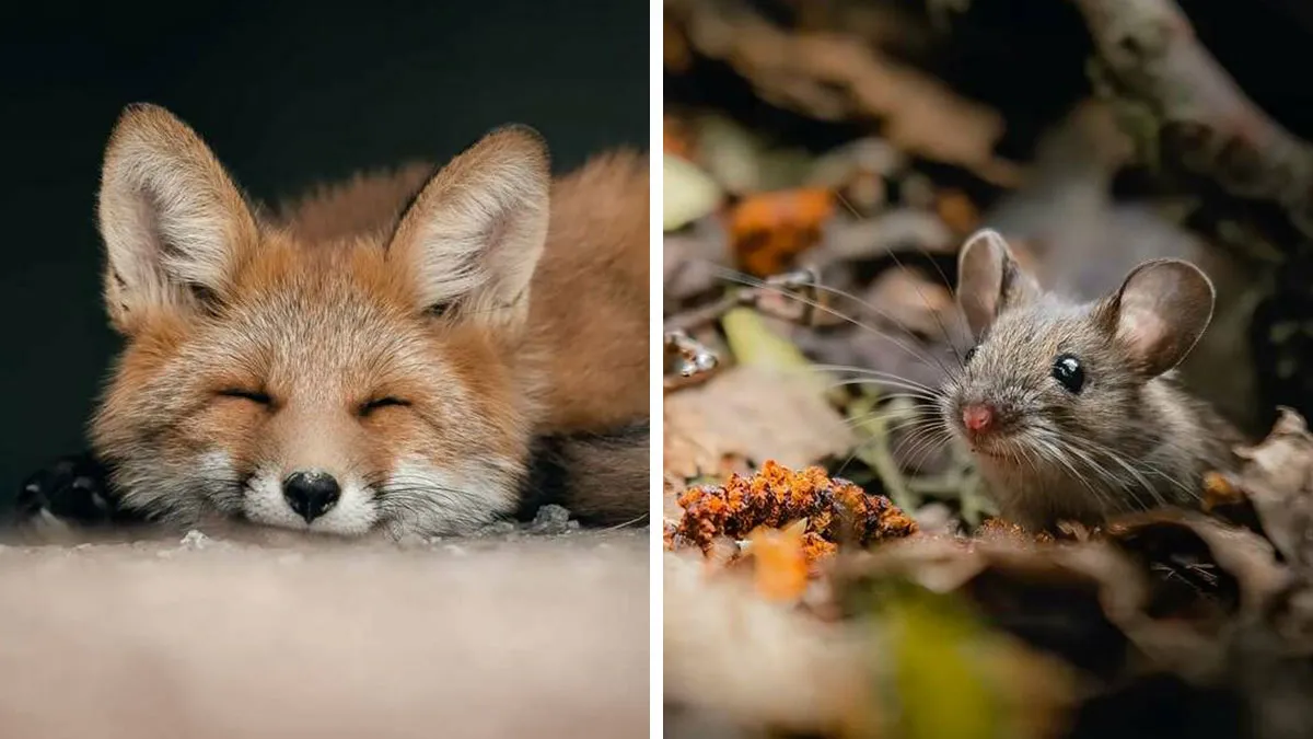 40 Close-Up Wildlife Images That Reveal Nature’s Beauty, Taken By This Finnish Photographer