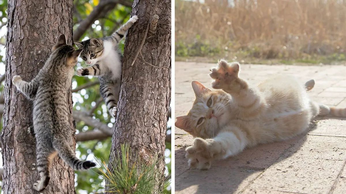 Documenting The Lives Of Tokyo’s Stray Cats: 41 New Photos From Masayuki Oki