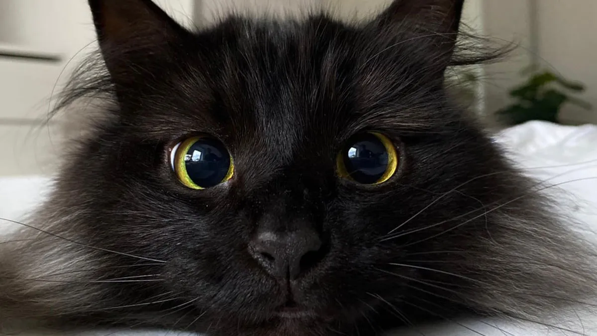 45 Adorable Cats Looking Like True Supermodels Without Any Effort