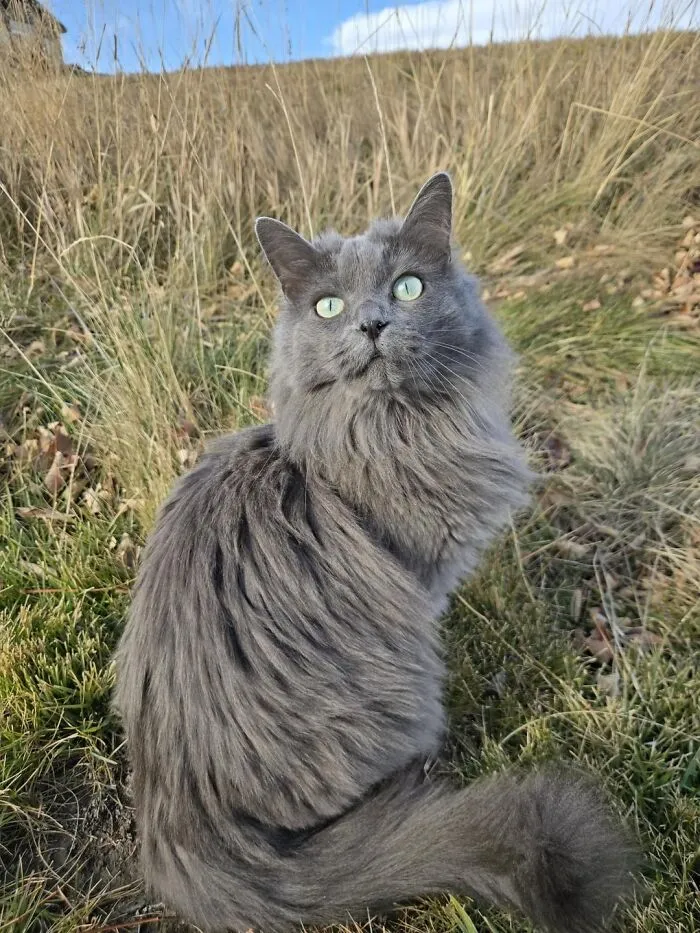 Gorgeous Stray I Encountered On My Walk