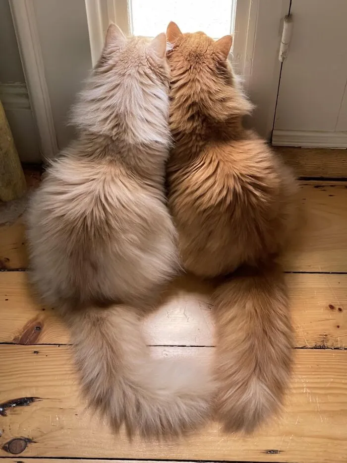 Was Told I Should Post These Fluffy Bottoms Over Here. Jasper And Sebastian Doing What They Do Best: Melting Hearts