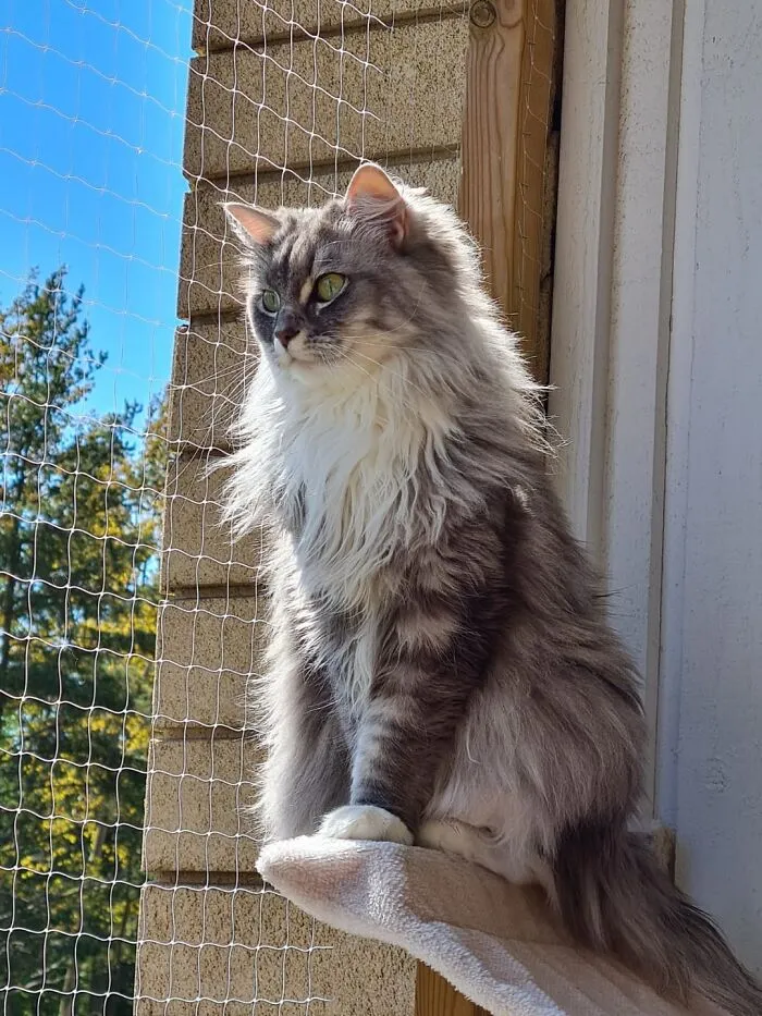 Our Cat Gave Birth To This Supermodel A Few Years Ago, Her Name Is Zia
