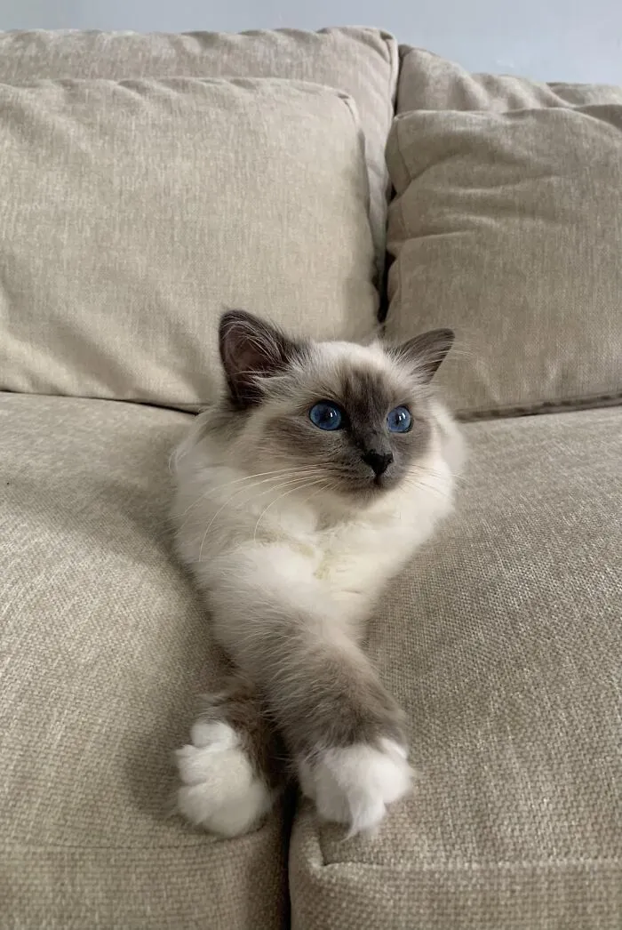 Blueberry