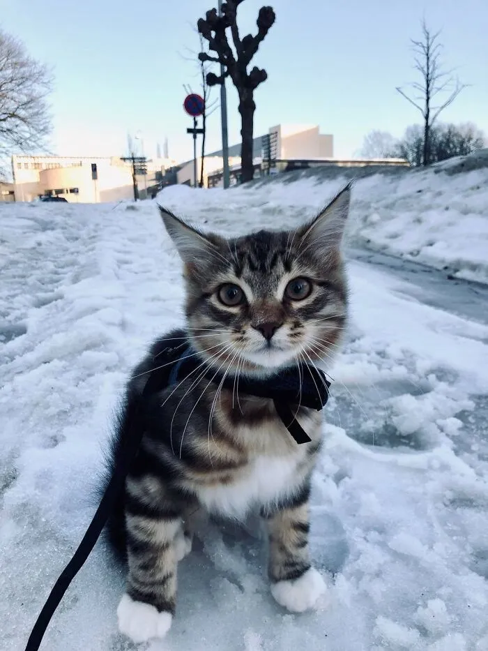 Handsome Little Guy