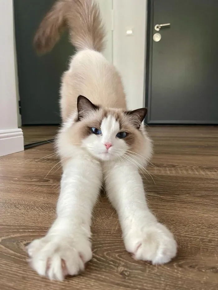 Someone Suggested To Post This Here 🐱