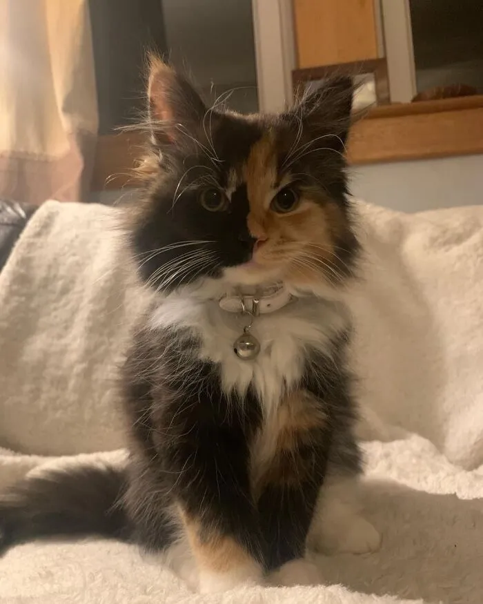 This Is Maizie And This Is Her Application To Be A Supermodel. Do You Accept Her?