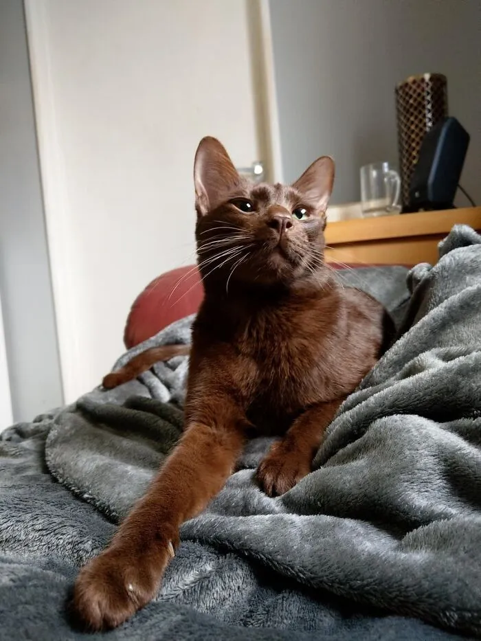 It Was Recommended I Post My Rare Brown Cat Here. Here's Bodhi For Your Viewing Pleasure