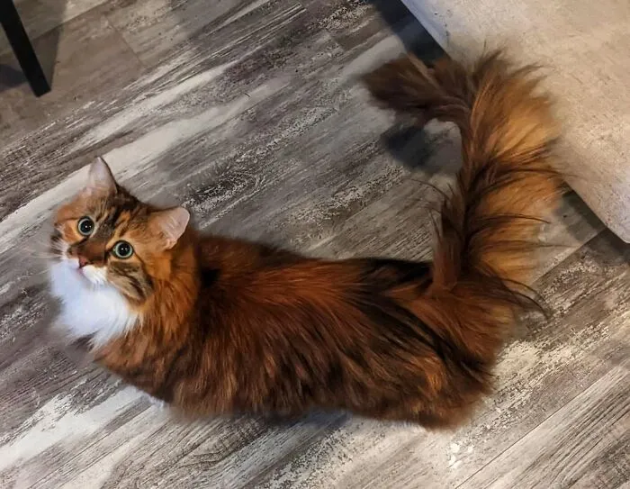 The Look I Get When She Wants Lap Time ❤️