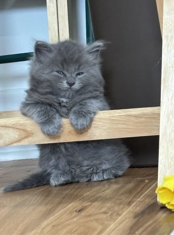 He Knows He Is Handsome