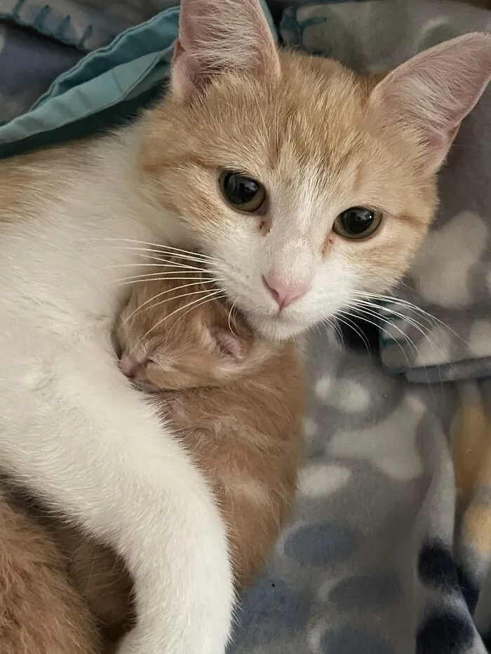 My Cat Posed With Her Baby After Giving Birth