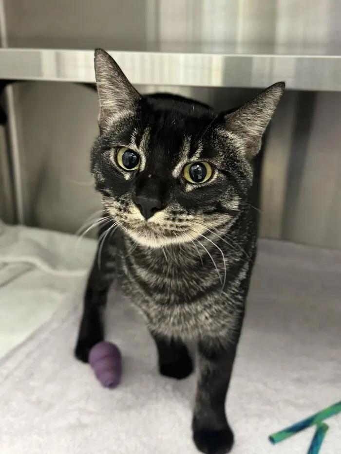 Ash Is The Prettiest Boy In The Shelter I Work At