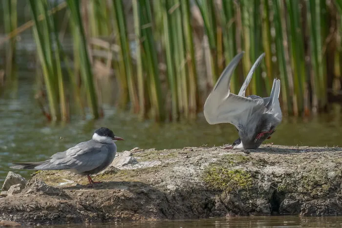 Bird Category Winner: Damyan Petkov "Whiskered Tern Crash On Landing"
