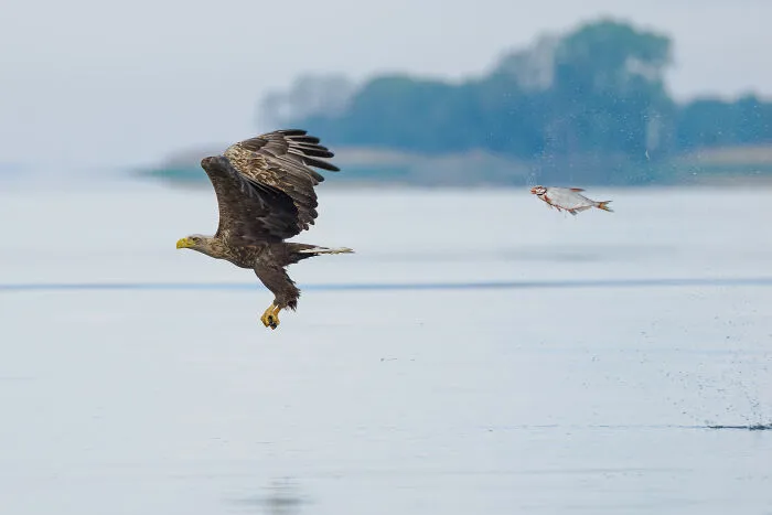 Fish & Other Aquatic Animals Category Winner: Przemyslaw Jakubczyk "Unexpected Role Swap"