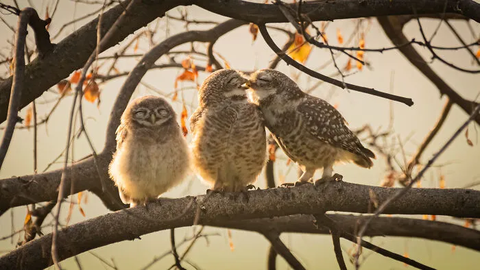 Nikon Junior Photographer Category Winner: Sarthak Ranganadhan "Smooching Owlets"