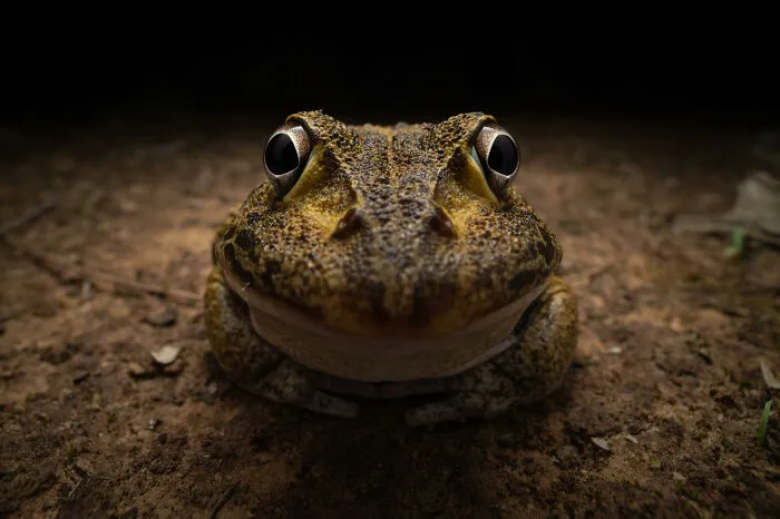 Nikon Young Photographer Category Winner: Kingston Tam "Awkward Smiley Frog"