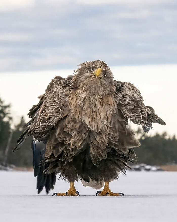 People's Choice Award Category Winner: Tapani Linnanmäki "Shake Ruffle Rattle And Roll"