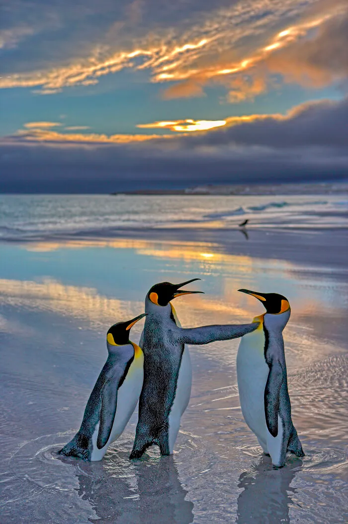 Highly Commended: Andy Rouse "Alright Mate, Back Off. This Is My Bird"