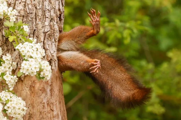 Overall Winner And Mammal Category Winner: Milko Marchetti "Stuck Squirrel"