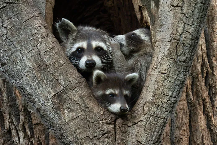 Highly Commended: Jan Piecha "I'll Tell You A Secret"