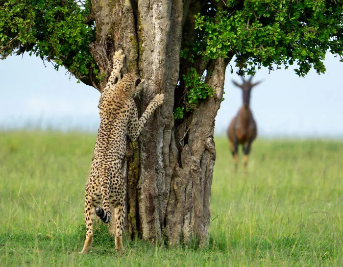 Highly Commended: Leslie Mcleod "Hide And Seek"