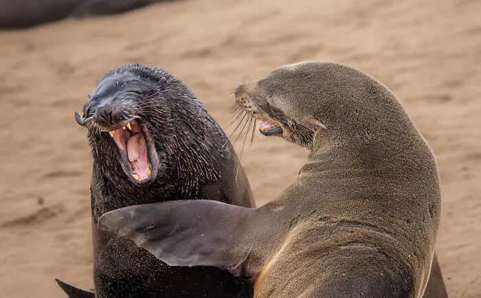 Highly Commended: Marti Phillips "Are You Kidding"