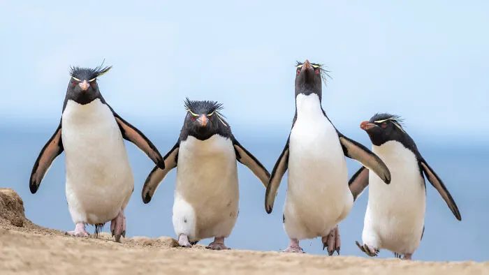 Highly Commended: Ralph Robinson "Gang Of Four"