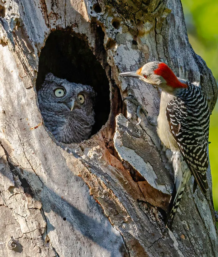 Highly Commended: Randy Herman "You're Not My Mother"