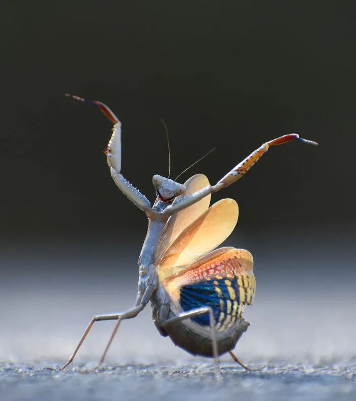 Insect Category Winner: Jose Miguel Gallego Molina "Mantis Flamenca"