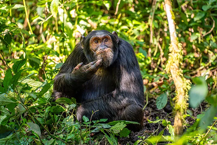 Highly Commended: Arvind Mohandas "The Contemplative Chimpanzee"