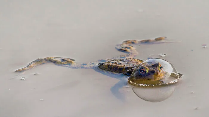Reptile Category Winner: Eberhard Ehmke "Frog In A Balloon"