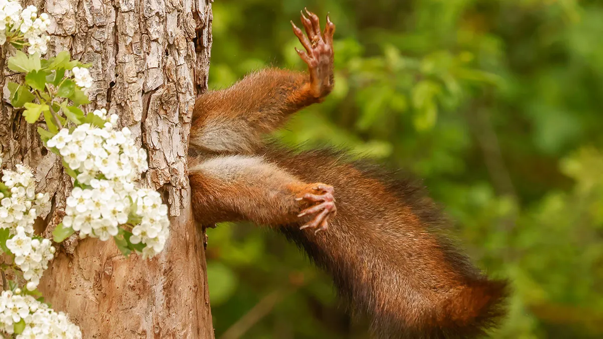 Nature’s Paparazzi Strike Again As Nikon’s Comedy Wildlife Awards 2024 Announce Their Winners