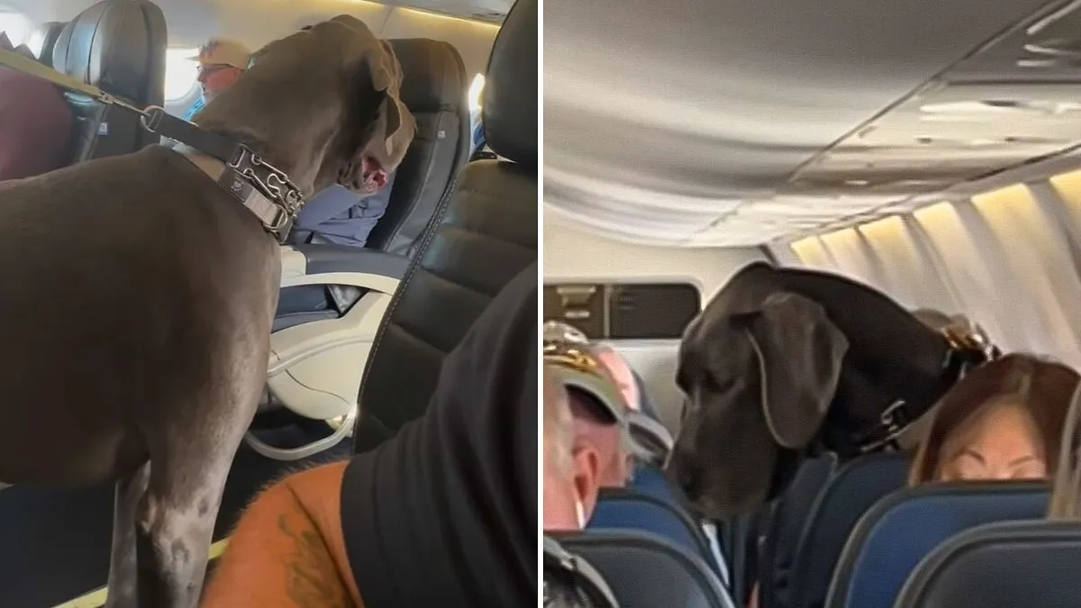 Handler Of Super-Sized Pooch He Brought On Airplane As “Emotional Support” Gets Reality Check