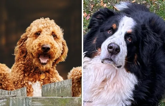 "In Your Eyes": 27 Pet Photographs That I Took